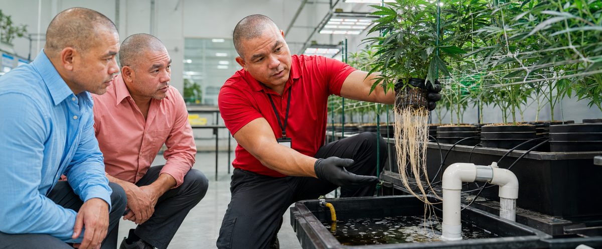 Devin Lockett in the BiomedRx hydroponic cannabis cultivation facility